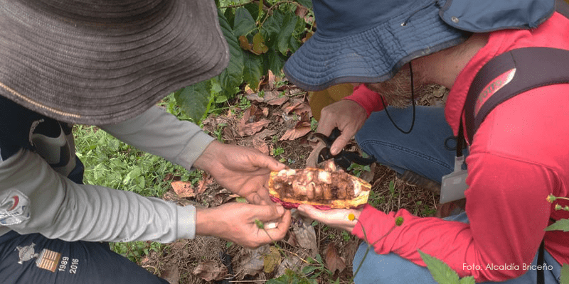 Carmenta Negra, plaga que afecta al cacao en Briceño y otros municipios de la región