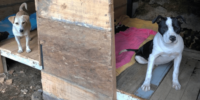 Rescatar, rehabilitar y reubicar: las tres erres de la Fundación Guardia Animal de Yarumal