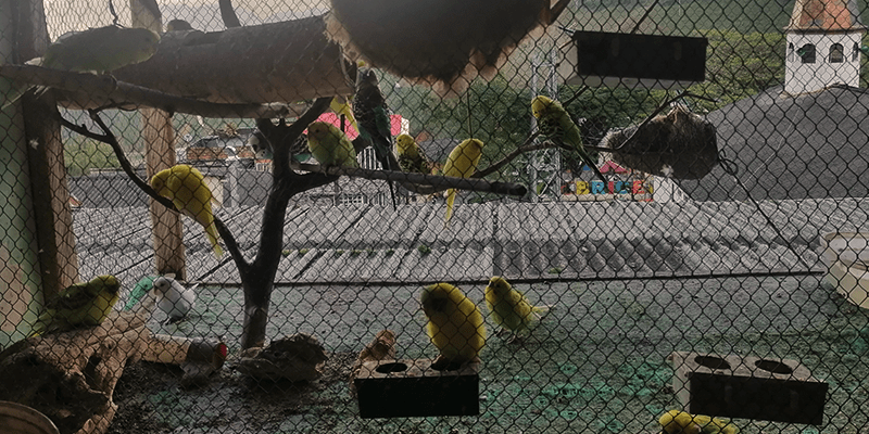 Estrés, desórdenes emocionales y muerte. Desde Briceño hablan sobre impactos de pólvora en animales