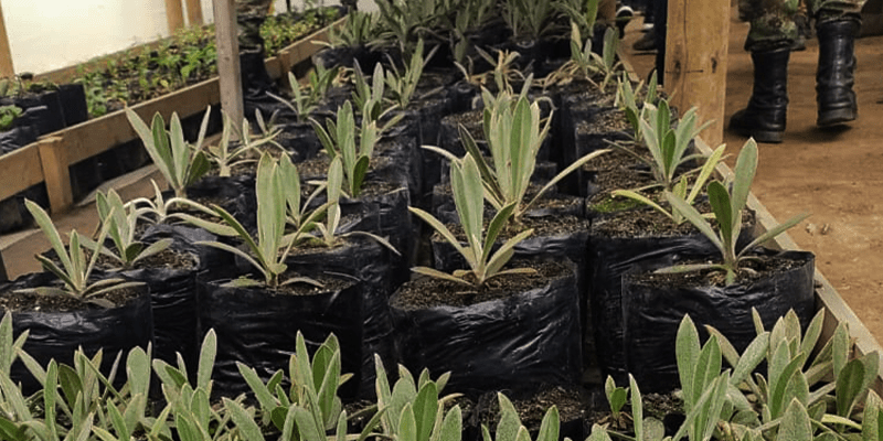 En el batallón de Llanos de Cuivá también cultivan frailejones y palmas de cera