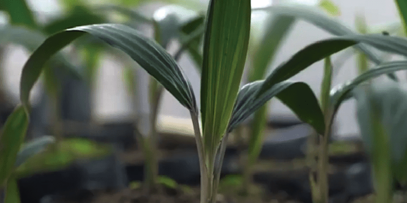 La Palma de Cera, una planta de alto valor ambiental y simbólico
