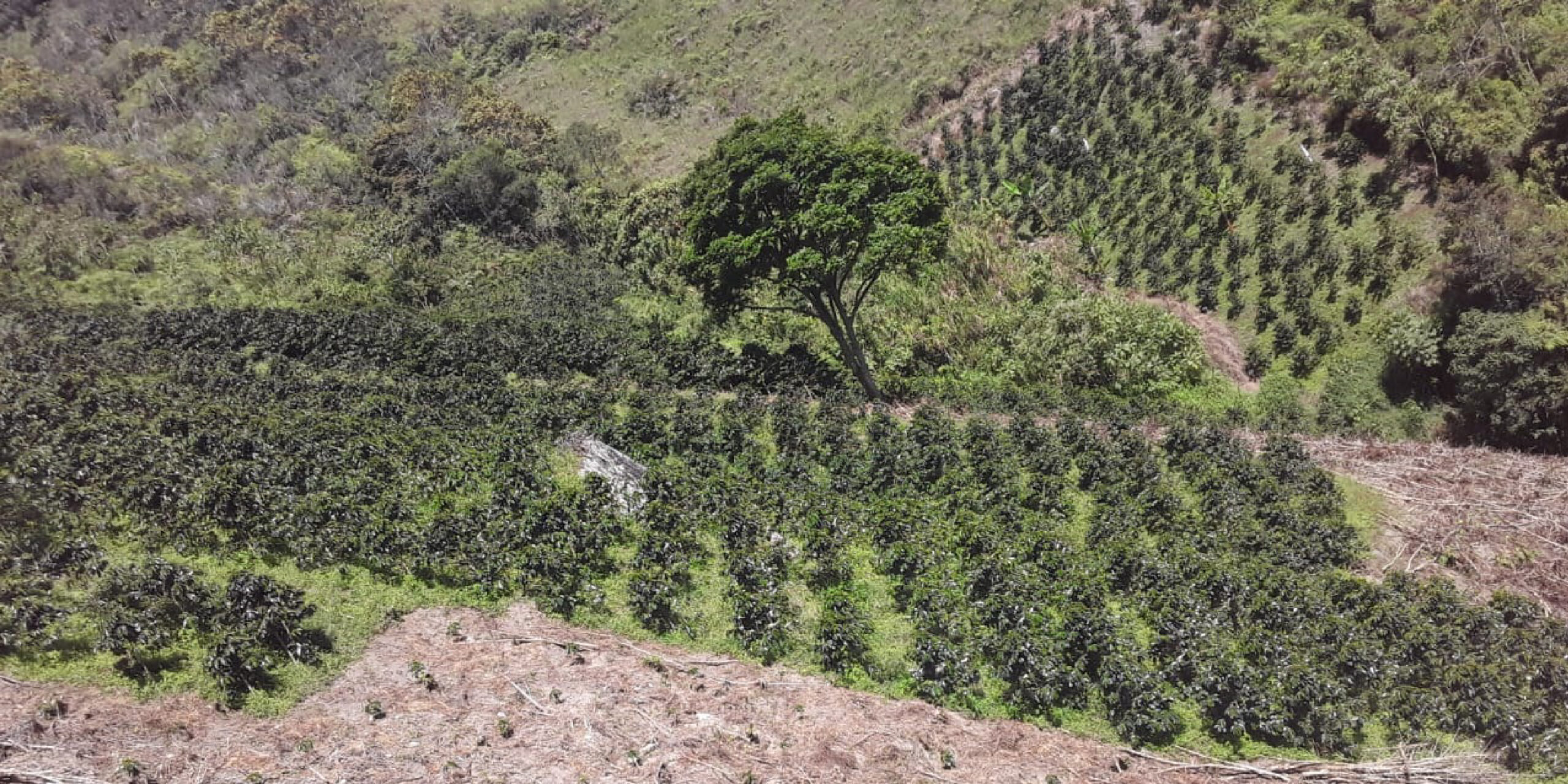 Más de 500 familias de Gómez Plata viven del café. Allí se implementan acciones para fortalecer esta actividad económica