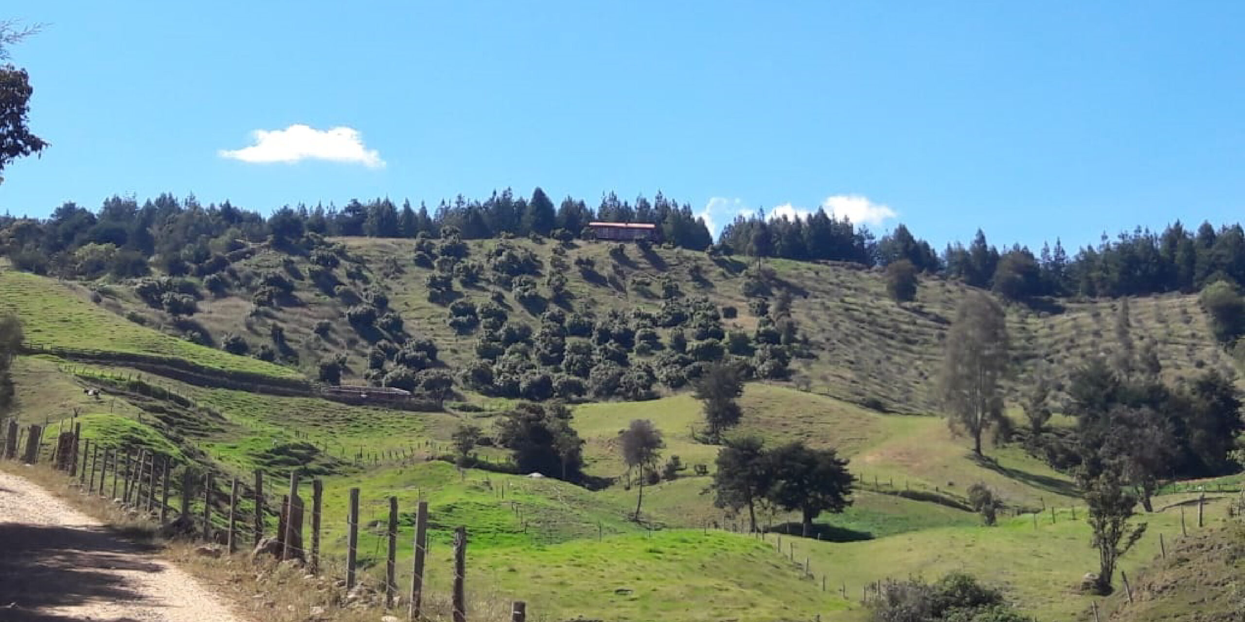 Producción orgánica de aguacate hass, alternativa de diversificación económica en el norte antioqueño
