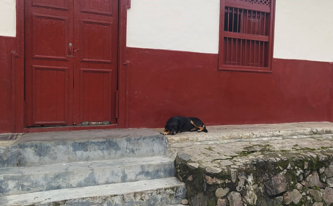 En Belmira, la tenencia irresponsable de animales de compañía afecta convivencia en espacio público
