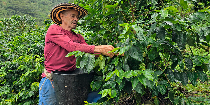 Saúl Moreno, un campesino de Briceño
