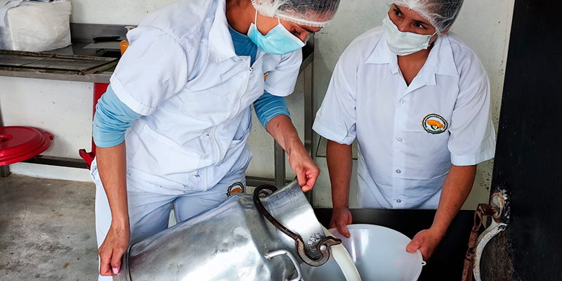 Mediante procesos asociativos en Anorí transforman la leche en quesos