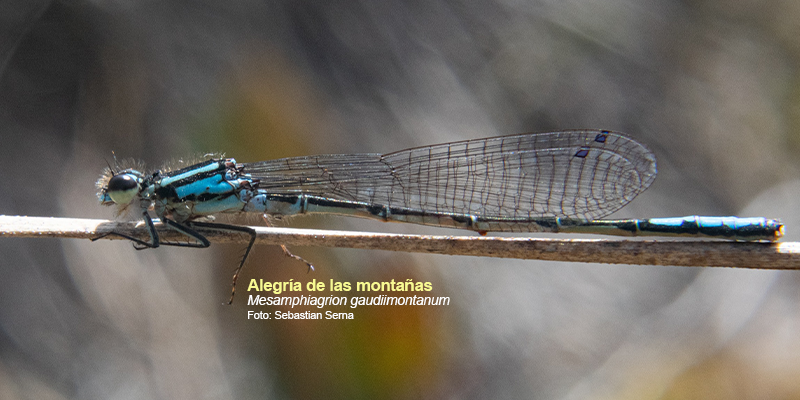 Siguiendo el vuelo de las libélulas