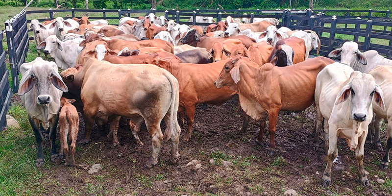 Avanza segundo ciclo de vacunación contra Fiebre Aftosa y Brucelosis Bovina en Briceño