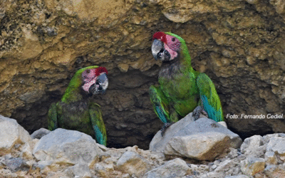 Cantos del Monte – La Guacamaya verde.