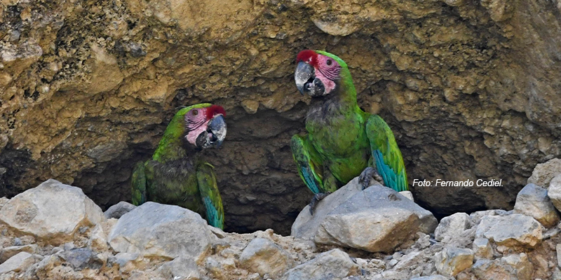 Cantos del Monte – La Guacamaya verde.
