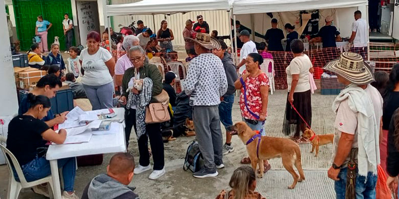 En Valdivia incrementan jornadas de esterilización para perros y gatos.