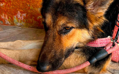 En Anorí se fortalecen las iniciativas de protección animal.