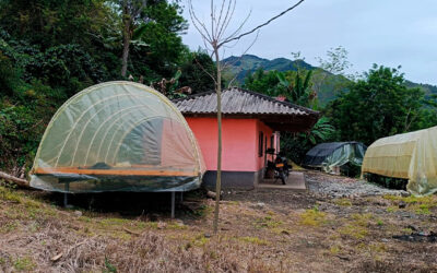 Ituango consolida su tradición cafetera: el grano ya se cultiva en 78 veredas.