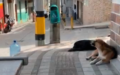 Preocupación en Entrerríos ante aumento de casos por mordeduras de perros callejeros.