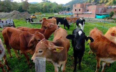 Avanza programa de ganadería sostenible en 12 municipios de la región. En Belmira se realizó entrega de insumos.