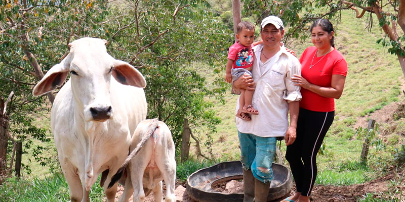 Programa “Una vaca por la paz” llega a Valdivia para fortalecer la economía de 20 familias campesinas.