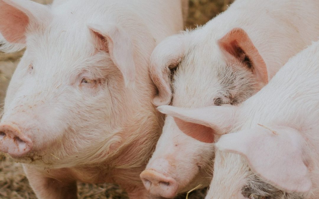 Productores completan ocho meses enfrentando caída en el precio del cerdo