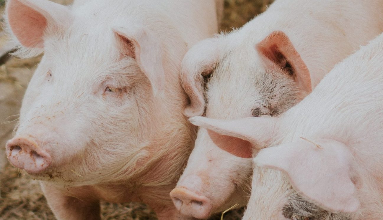 Productores completan ocho meses enfrentando caída en el precio del cerdo
